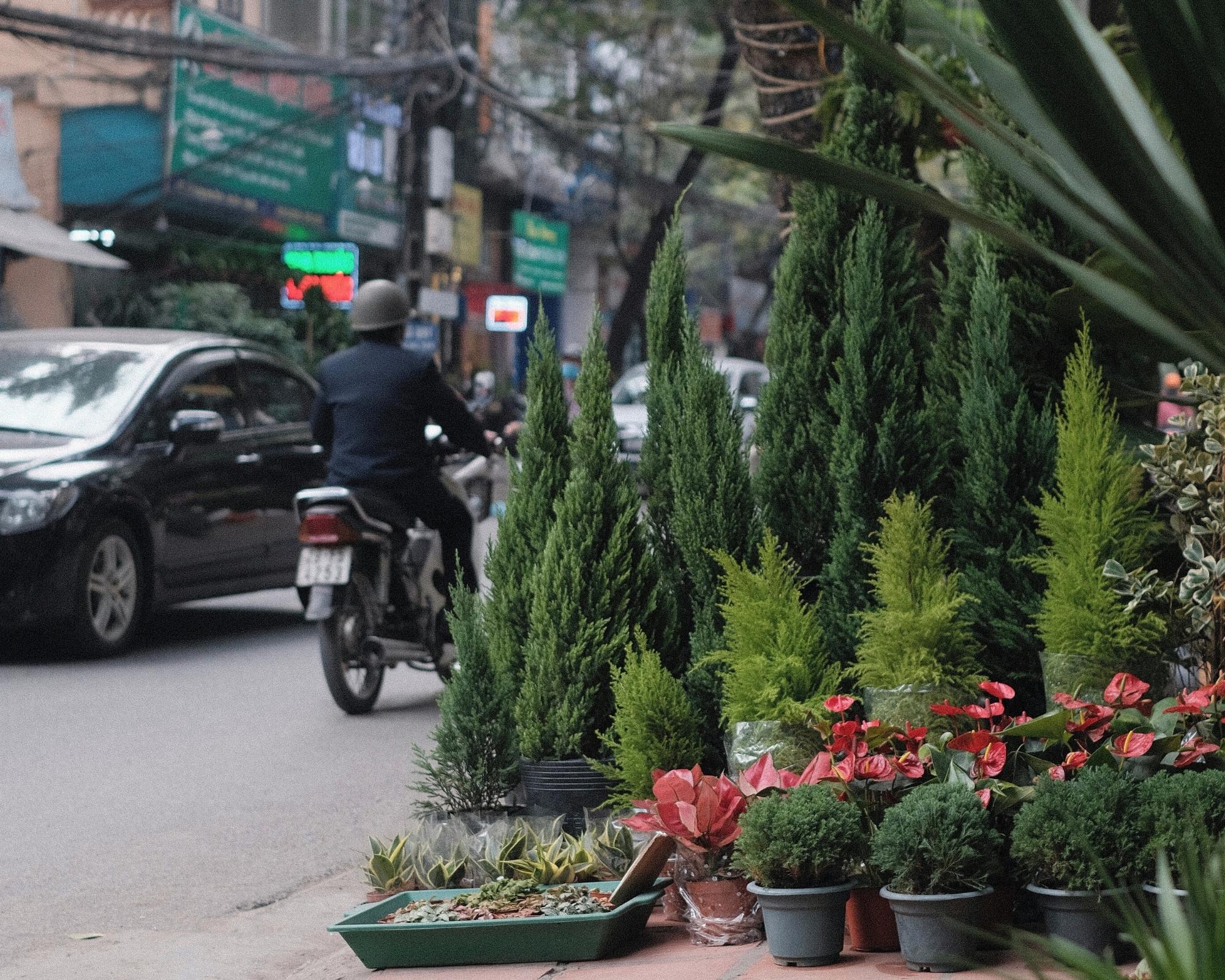mua cây hoàng hoa thám