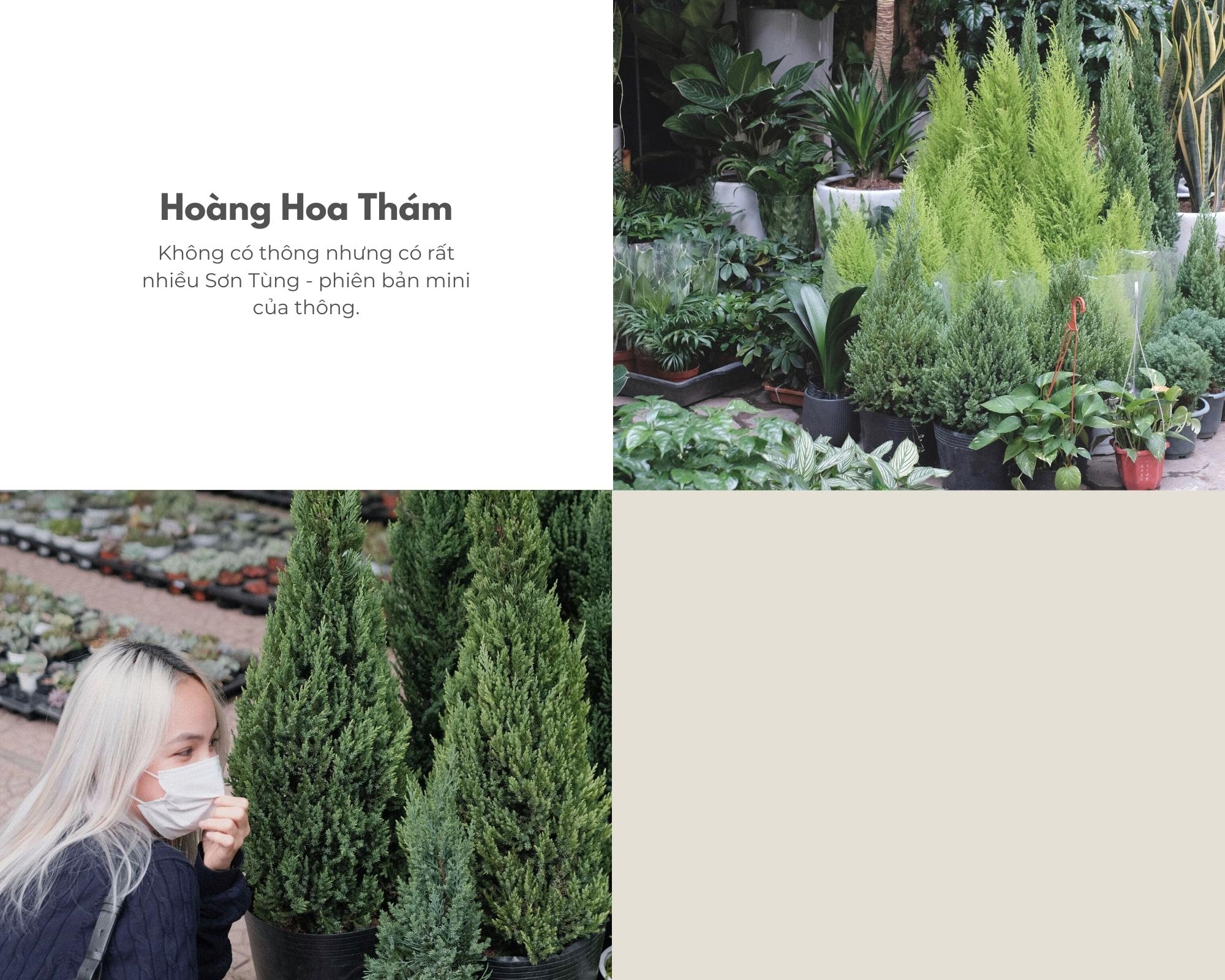 mua cây hoàng hoa thám